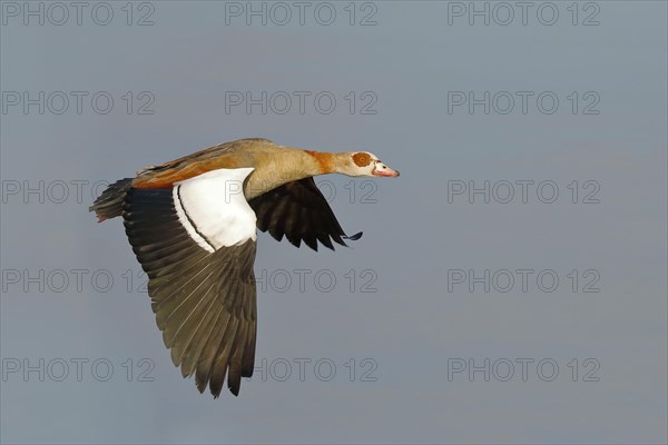 Egyptian Goose