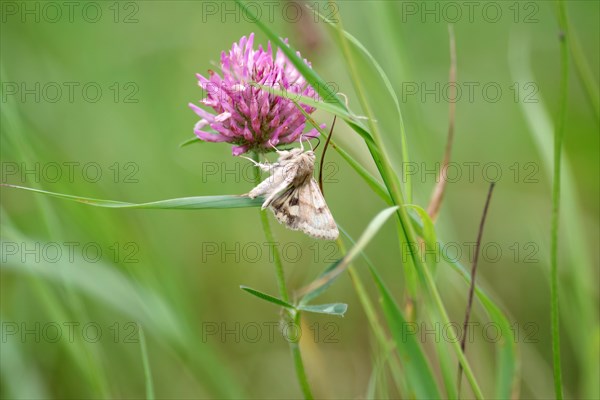 Marbled clover