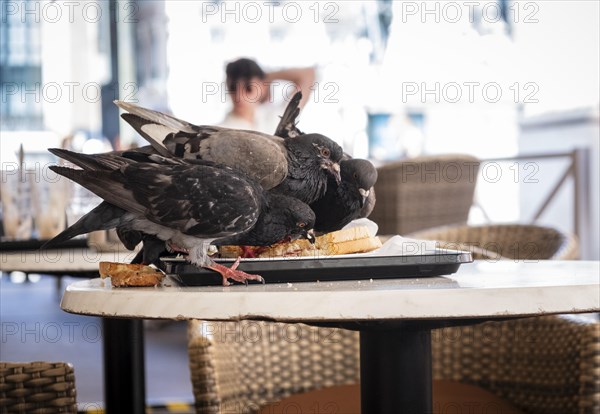 Pigeons eating a sandwich left by humans on the terrace of a restaurant