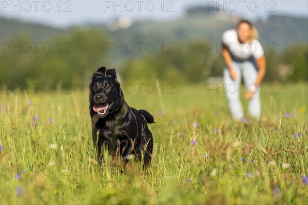 Labrador dog running on a green meadow