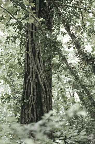 Tree trunk with vertically growing roots surrounded by ivy and green leaves