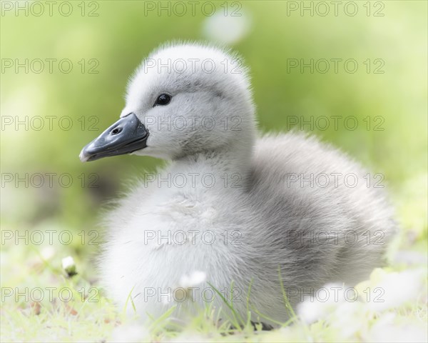 Mute Swan