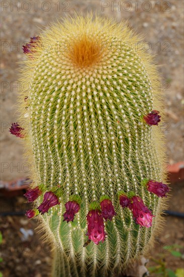 Close-up of a Neobuxbaumia Polylopha cactus with colorful flowers