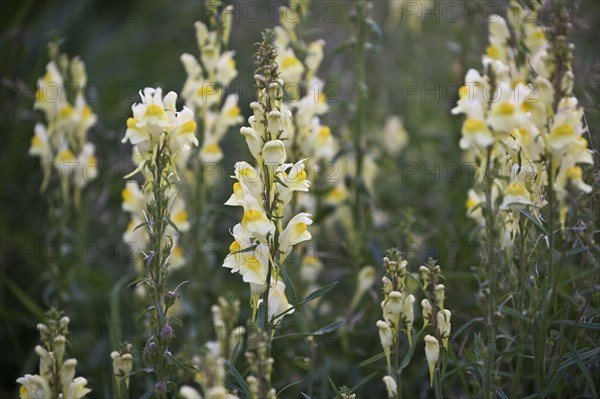 Common toadflax