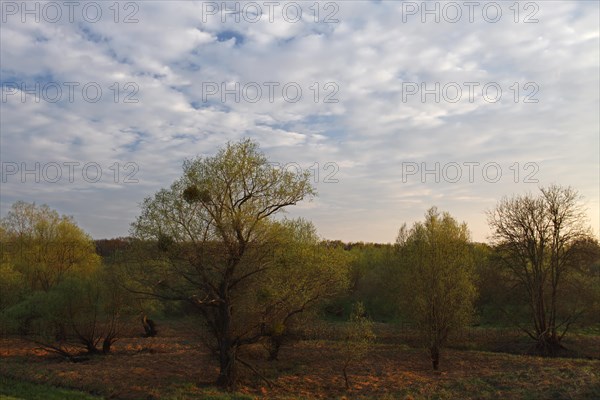 Evening mood in the floodplain forest