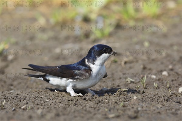 Common house martin