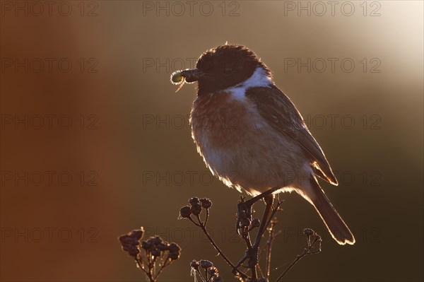 European stonechat