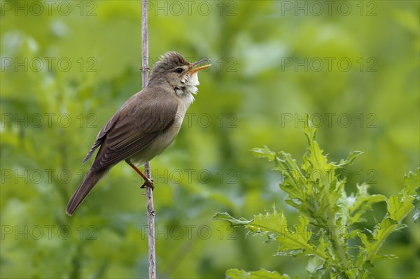 Marsh Warbler