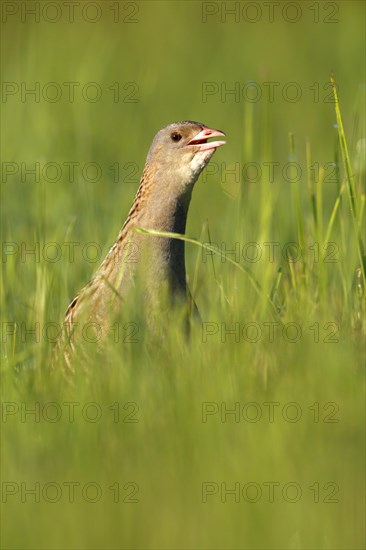 Corn crake