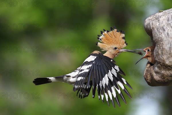 Hoopoe