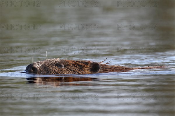 Beaver