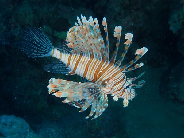 Pacific red lionfish