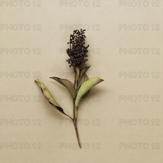 Dried plant stem beige background
