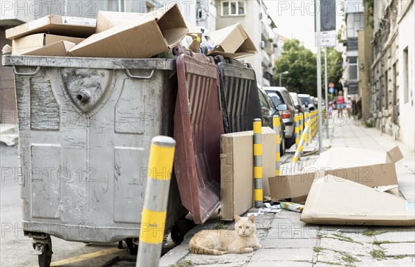 Cute cat sitting rubbish bin outdoors