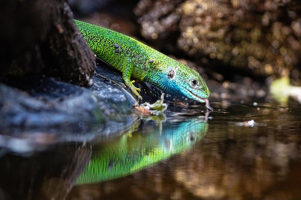 Green lizard