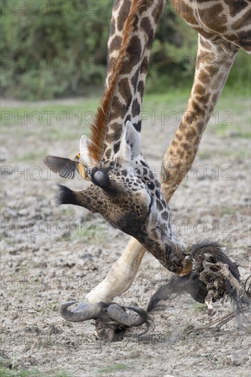 Masai giraffe