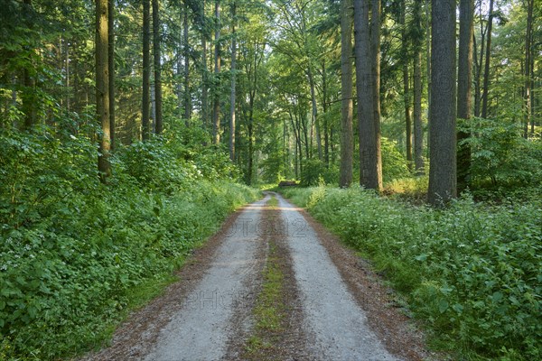 Forest path