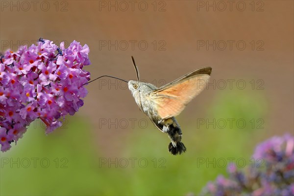 Hummingbird hawk-moth