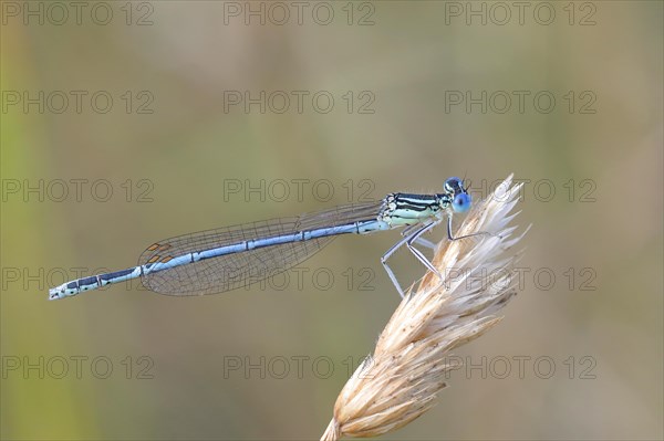 White-legged damselfly