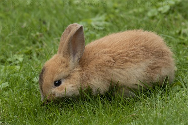 Dwarf rabbit