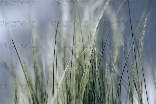 Feather grasses