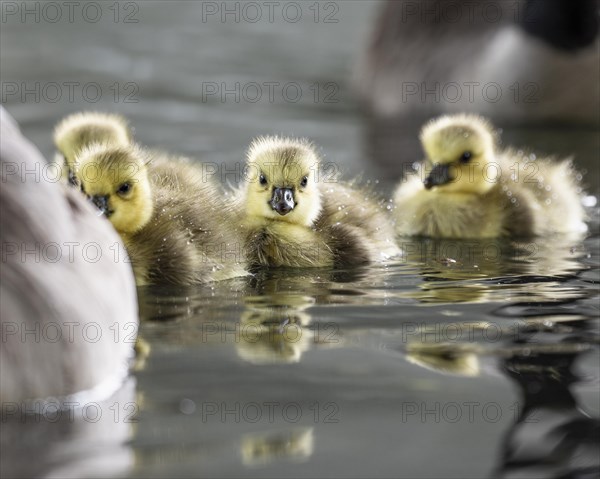 Canada goose