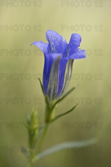 Marsh gentian