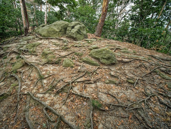 Forest at the Teufelsmauer near Timmenrode