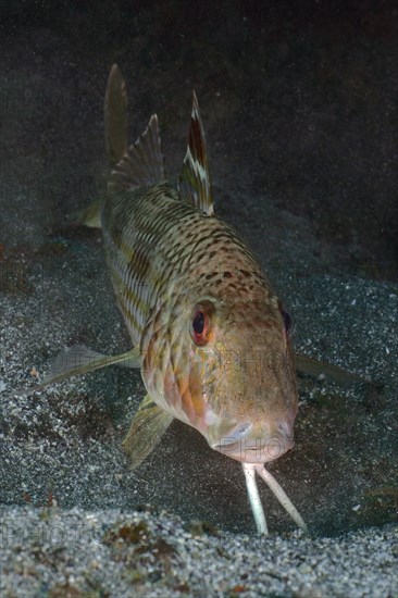 Portrait of striped red mullet