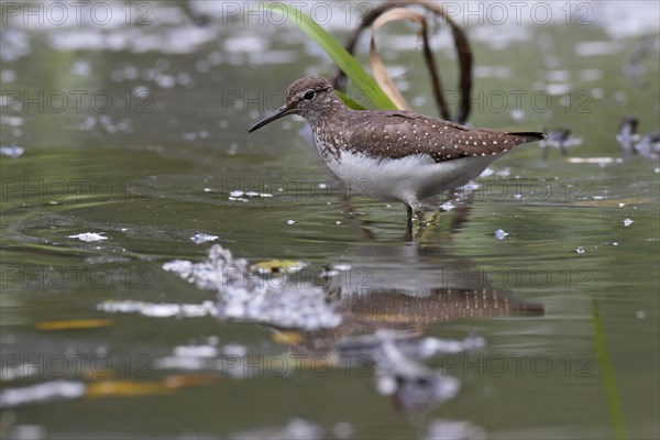 Green sandpiper