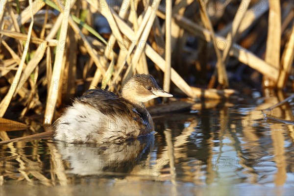 Little Grebe