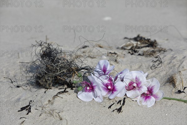 Marine litter washed up on the beach