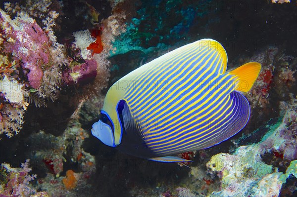 Emperor angelfish