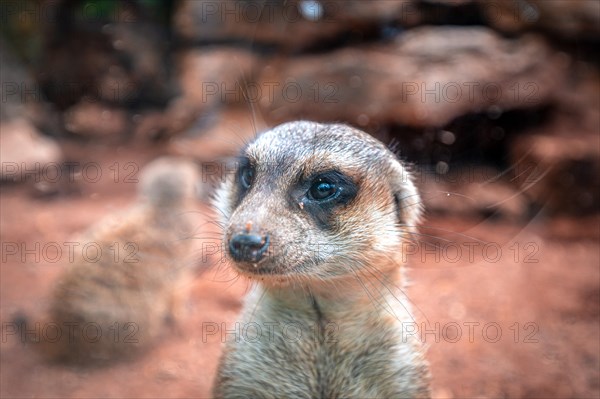 Meerkats