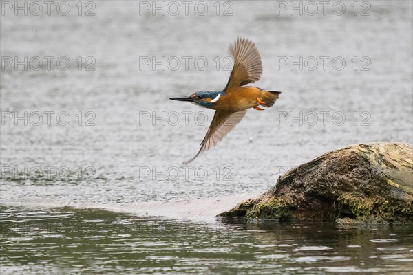 Common kingfisher