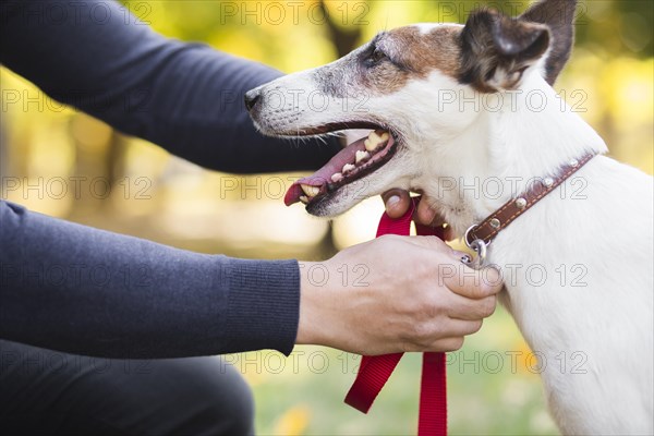 Owner putting leash pet