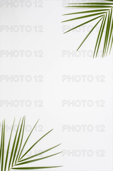 Elevated view palm leaves corner white backdrop