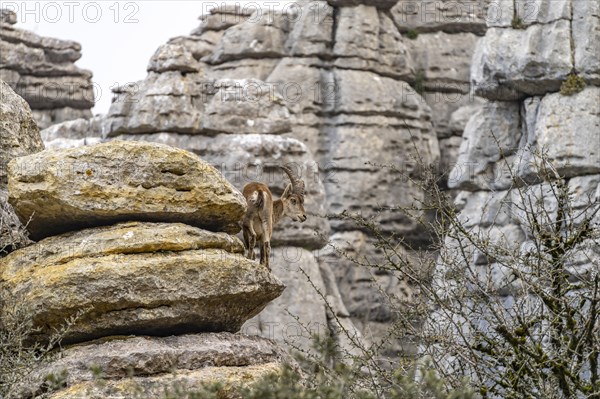 Spanish ibex