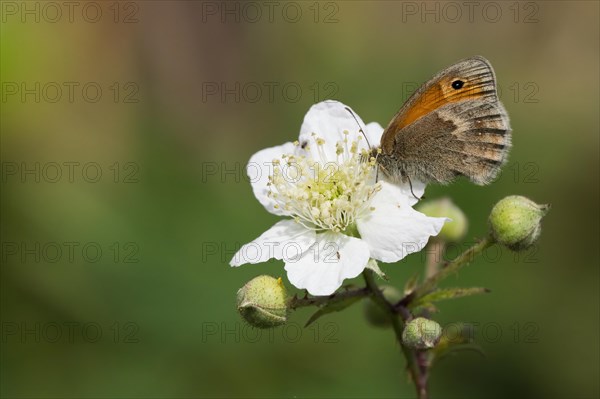 Small heath