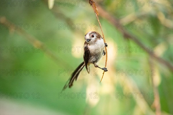 Long-tailed Tit