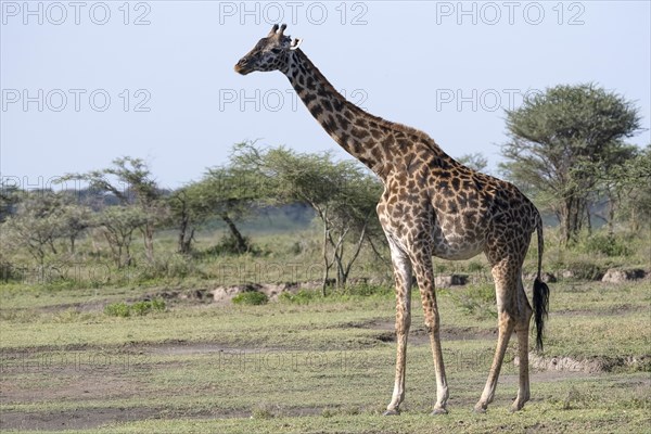 Masai giraffe