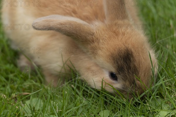 Dwarf rabbit