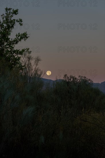 Full moon at dawn rising between the mountains in a pine forest