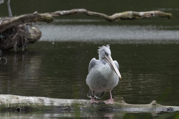 Pink-backed pelican