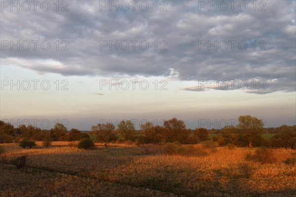 Evening mood in the floodplain forest