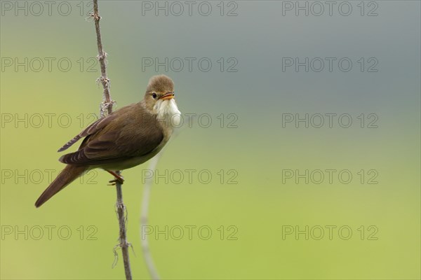 Marsh Warbler