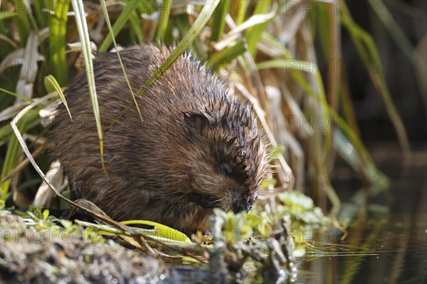 Muskrat