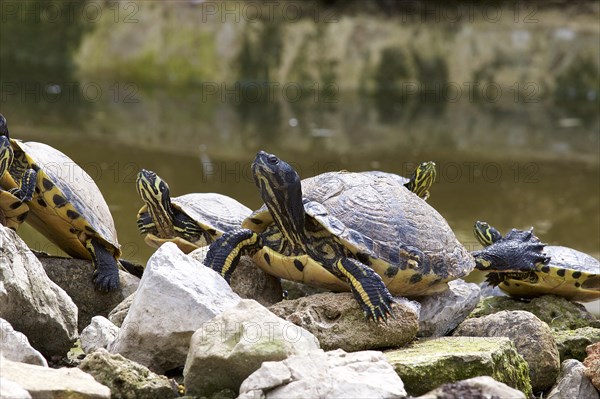 Ornate turtles