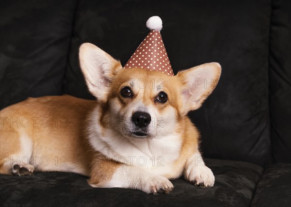 Cute dog with party hat couch
