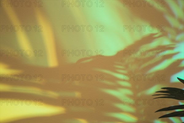 Close up palm leaves shadow green backdrop